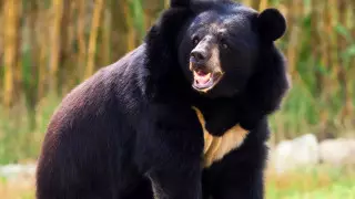 Домашний медведь растерзал своего пожилого хозяина