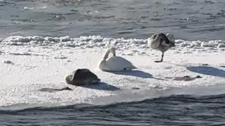 Семейчане просят помочь стае лебедей на Иртыше