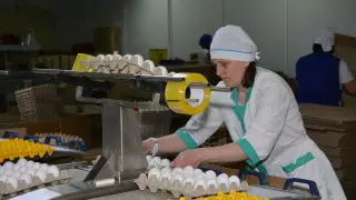 Рост в производстве сельхозпродукции наблюдается в Акмолинской области