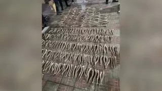 Почти 500 рогов сайги нашли дома у жителя Алматы
