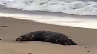 Около 700 мертвых тюленей обнаружили на берегу Каспия в Дагестане