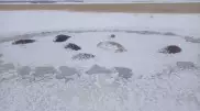 50 лошадей погибли, провалившись под лед на севере Казахстана