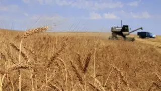 В Акмолинской области на 80 процентов увеличился рост экспорта зерна