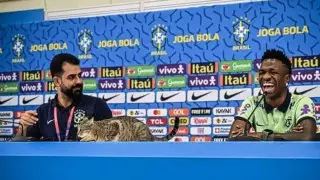 Кот ворвался на пресс-конференцию ЧМ-2022 и стал звездой СМИ