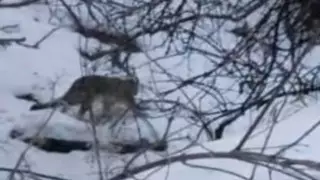 Снежного барса сняли на видео в Иле-Алатауском национальном парке