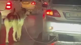 Привязавшего собаку к авто алматинца ищет полиция