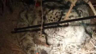 В Иле-Алатауском нацпарке обнаружили ослабленного ирбиса и передали его в зоопарк