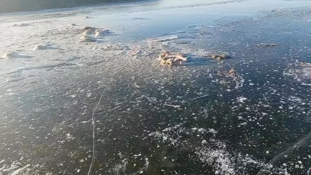 Около 20 сайгаков вмерзли в лед в реке на западе Казахстана