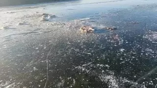 Около 20 сайгаков вмерзли в лед в реке на западе Казахстана