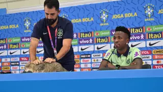 Бразильской конфедерации футбола предъявили иск на 190 тысяч долларов из-за инцидента с котом