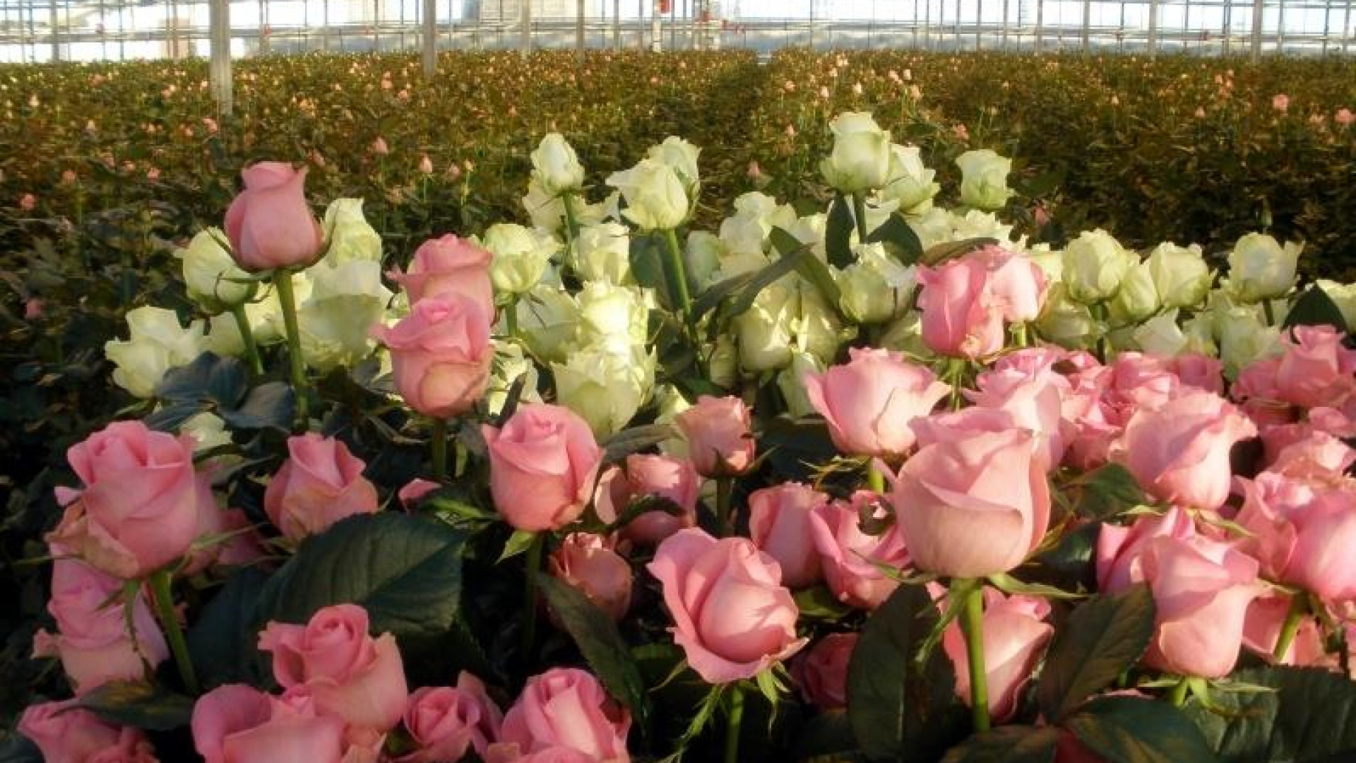 Плантации кустовой розы Голландия