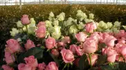 Пять миллионов роз вырастили в Степногорске