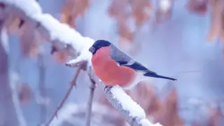 Снег и метели. Какая погода ожидает казахстанцев 22 декабря