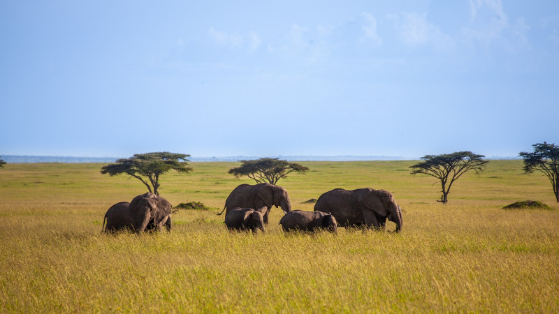 Кения. Фото @pixabay