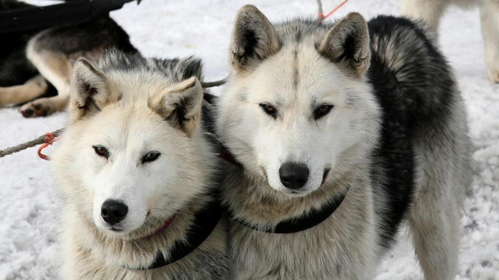Охотничьи собаки в мороз сутки согревали хозяина с инсультом и спасли ему жизнь