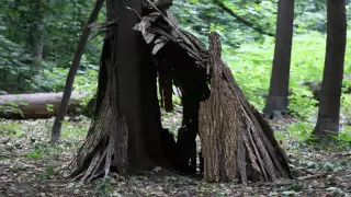 Деревья на миллионы тенге незаконно вырубили в Павлодарской области