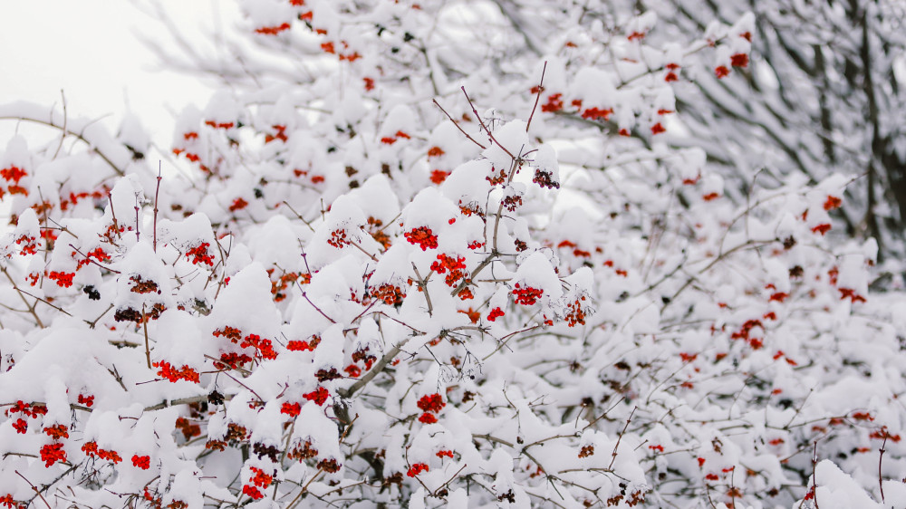 В Алматы выпало около 20 сантиметров снега