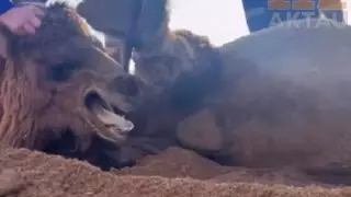 Не прошли мимо: рабочие в Мангистау спасли застрявшего в заборе верблюда