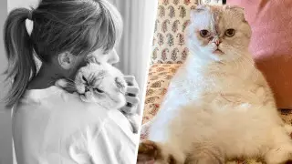 Состояние кошки Тейлор Свифт оценивается в 97 миллионов долларов