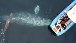 Туристы стали свидетелями рождения детеныша кита в США