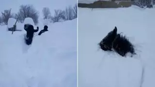 Полтора метра снега выпало в Урджаре: казахстанцы делятся видео