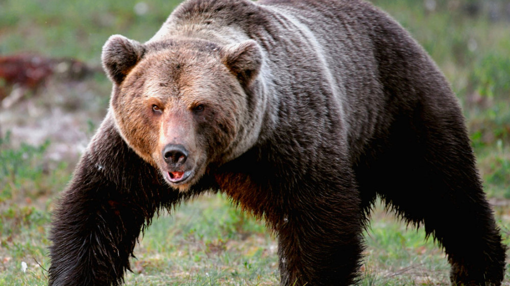 Медведь насмерть загрыз работника зоопарка в Узбекистане