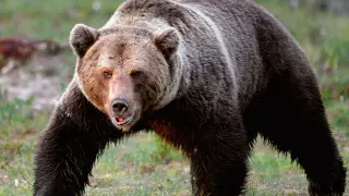 Медведь насмерть загрыз работника зоопарка в Узбекистане