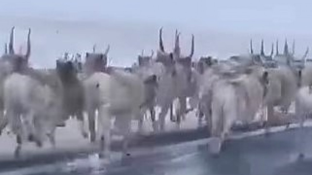 Сотни сайгаков засняли на видео недалеко от села в области Улытау