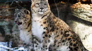 Кошки-призраки: фотограф показал, как снежные барсы могут маскироваться под окружающую среду