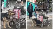 Толкает инвалидную коляску: удивительное видео о дружбе мужчины и собаки сняли в Таразе