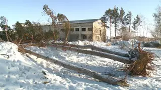 Варварская "пересадка" деревьев возмутила общественников Караганды