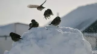 Морозы до 27 градусов и снег. Какая погода ожидает казахстанцев 24 января