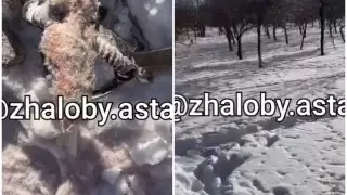 Астанчанка наткнулась на капкан "с добычей" в Президентском парке