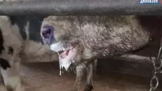 Ящур заподозрили у КРС в Актюбинской области