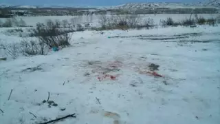 "Загрыз алабай". Волонтеры озвучили свою версию гибели шестилетней девочки в Усть-Каменогорске