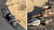 Десятки трупов собак обнаружили в яме близ Актау