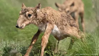 Казахстанские ученые заберут 1800 детенышей сайгаков