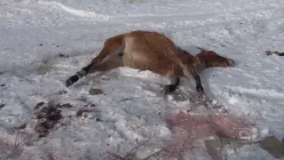 В страшных муках умирают лошади близ поселка в Карагандинской области