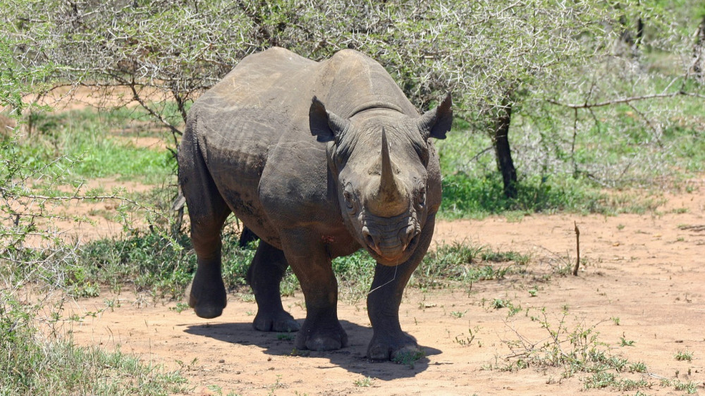 Нападение носорога на толпу людей попало на видео
