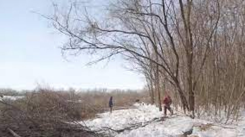 Спасти пойменный лес просят жители ЗКО