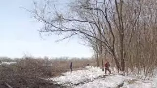 Спасти пойменный лес просят жители ЗКО