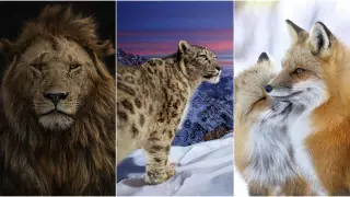 Фото неуловимого снежного барса покорило фанатов дикой природы