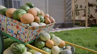 Туркестанский фермер поделился лайфхаками по выращиванию арбузов и дынь