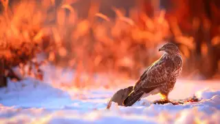 До 18 градусов тепла, ветер, туман и гололед: погода в Казахстане 22 февраля