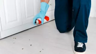 Назван самый распространенный вид тараканов в Астане