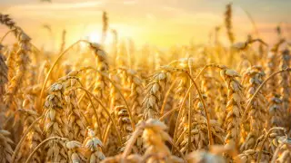 Аграрии недобирают 10 миллионов тонн пшеницы в Казахстане - Смаилов