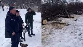 Вырубка деревьев в предгорьях Алматы: нарушителям грозит штраф в 3,5 миллиона