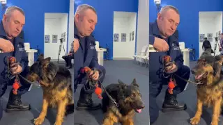 Собака-спасатель пришла на пресс-конференцию после работы в Турции