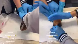 Убийство морской свинки на уроке в Алматы: Заведено уголовное дело