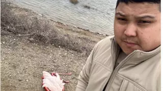 Фото мертвого фламинго в зоне заповедника показал блогер из Актау